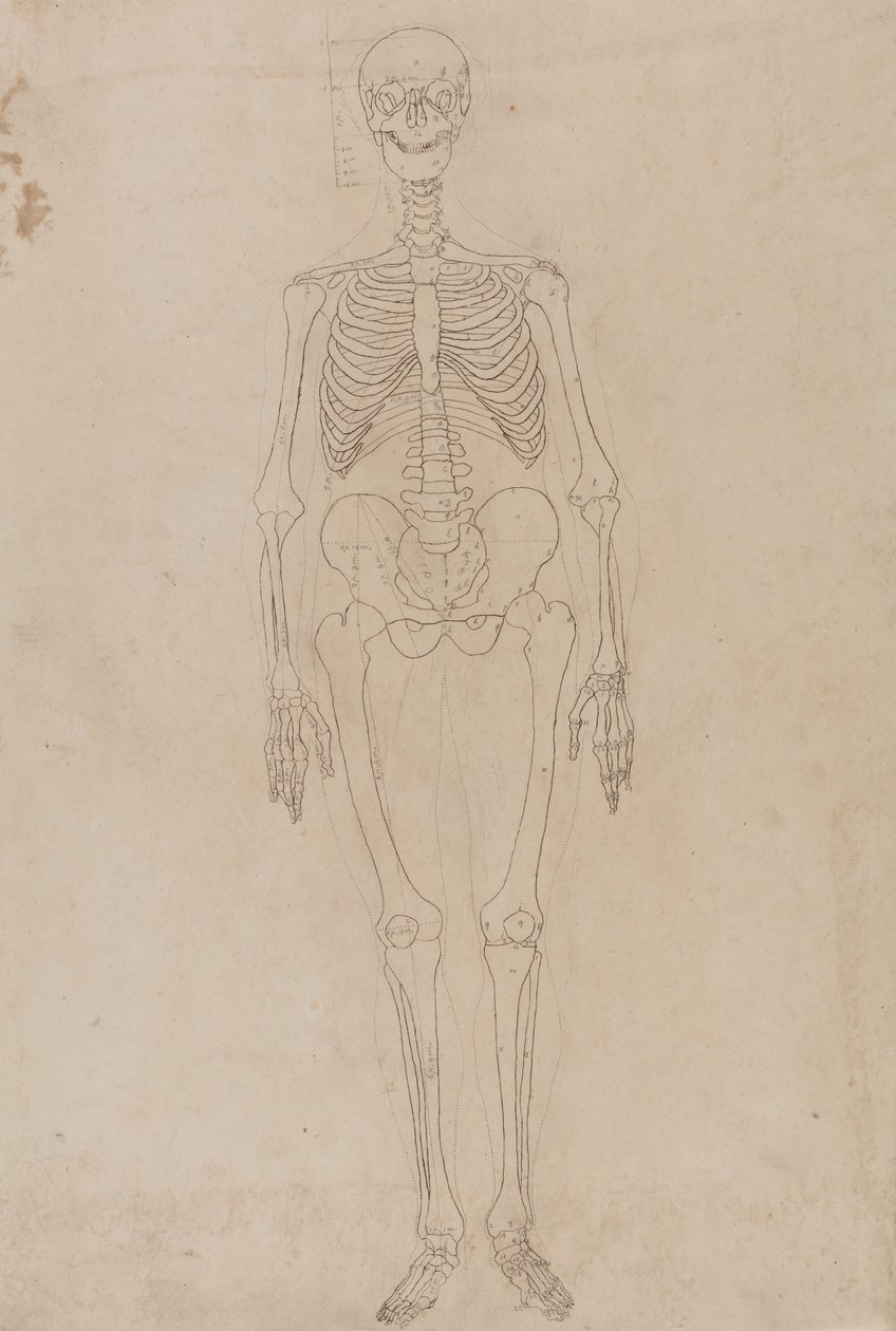 İnsan Vücudunun Yapısının Bir Kaplan ve Sıradan Bir Tavuğun Yapısıyla Karşılaştırmalı Anatomik Bir Açıklamasından İnsan Figürü, Önden Görünüm Çalışması, c.1795-1806 (grafit ve kağıt üzerine mürekkep) by George Stubbs