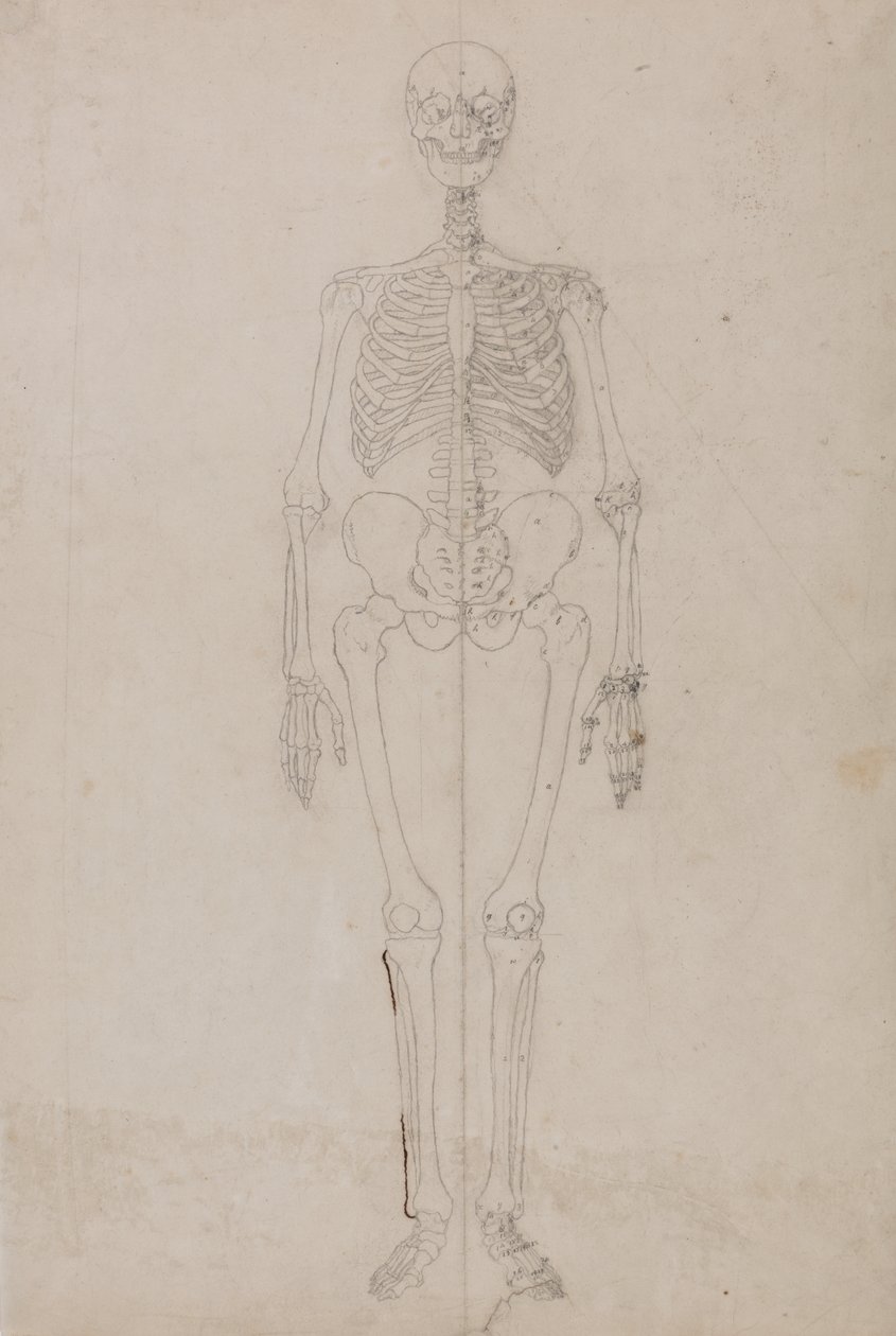 İnsan Vücudunun Yapısının Bir Kaplan ve Sıradan Bir Tavuğun Yapısıyla Karşılaştırmalı Anatomik Bir Açıklamasından İnsan Figürü, Önden Görünüm Çalışması, c.1795-1806 (grafit ve kağıt üzerine mürekkep) by George Stubbs