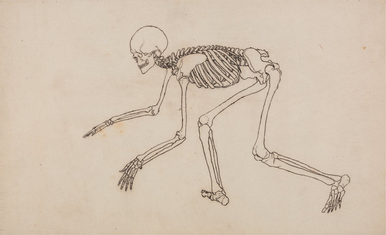 İnsan Vücudunun Yapısının Bir Kaplan ve Sıradan Bir Tavuğun Yapısıyla Karşılaştırmalı Anatomik Bir Açıklamasından İnsan Figürü, Yandan Görünüm Çalışması, 1795-1806 (wov üzerinde grafit üzerine kalem ve mürekkep by George Stubbs