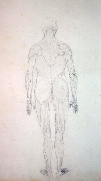 İnsan Vücudunun Yapısının Bir Kaplan ve Sıradan Bir Tavuğun Yapısıyla Karşılaştırmalı Anatomik Bir Açıklamasından İnsan Figürü Çalışması, Arkadan Görünüm, c.1795-1806 (kartuş kağıdında grafit) by George Stubbs
