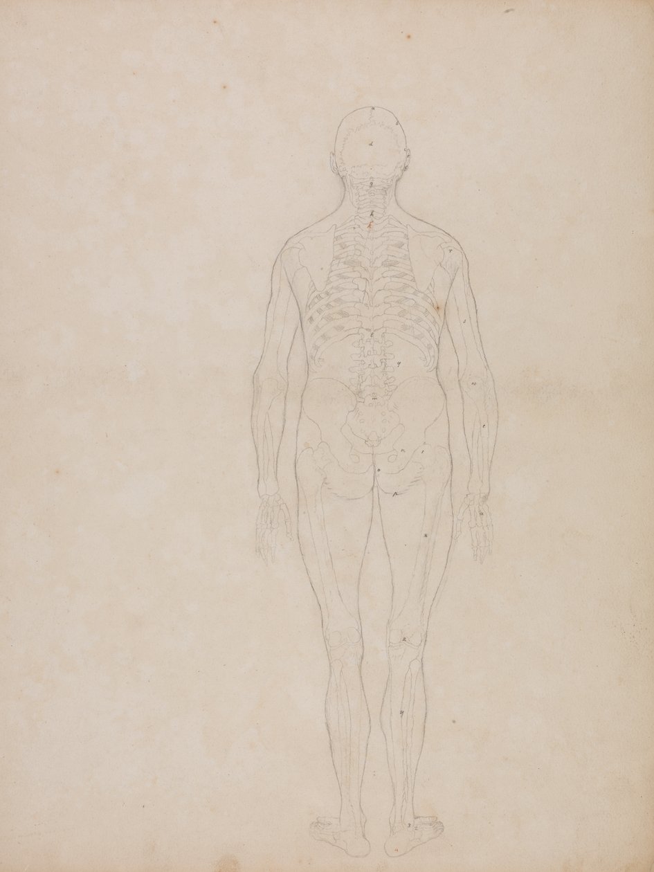 İnsan Vücudunun Yapısının Bir Kaplan ve Sıradan Bir Tavuğun Yapısıyla Karşılaştırmalı Anatomik Bir Açıklamasından İnsan Figürü Çalışması, Arkadan Görünüm, c.1795-1806 (kartuş kağıdında grafit) by George Stubbs
