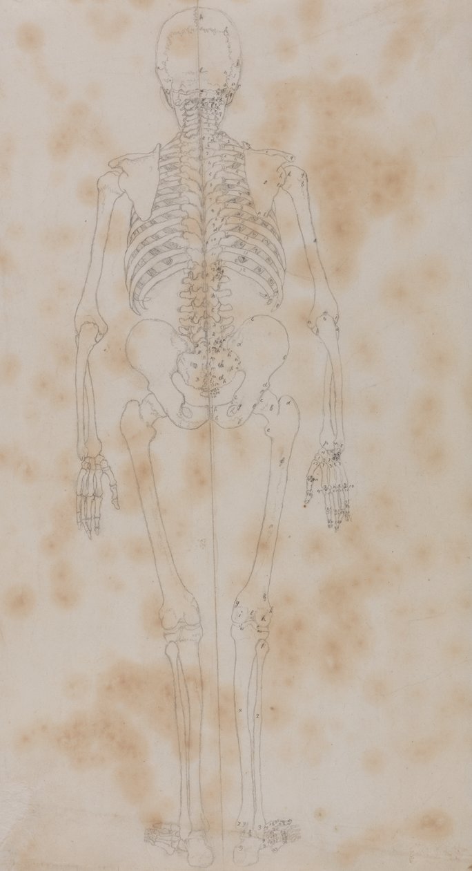 İnsan Vücudunun Yapısının Bir Kaplan ve Sıradan Bir Tavuğun Yapısıyla Karşılaştırmalı Anatomik Bir Açıklamasından İnsan Figürü Çalışması, Arkadan Görünüm, c.1795-1806 (kağıt üzerinde grafit) by George Stubbs