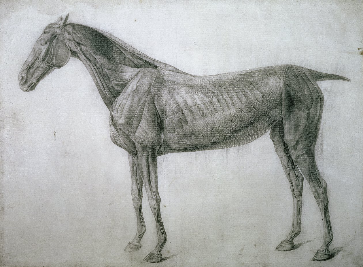 Kasların Çalışması: Yandan Görülen Ecorche Çizimi, 13. Anatomik Tablodan, At Anatomisinden, 1766 by George Stubbs