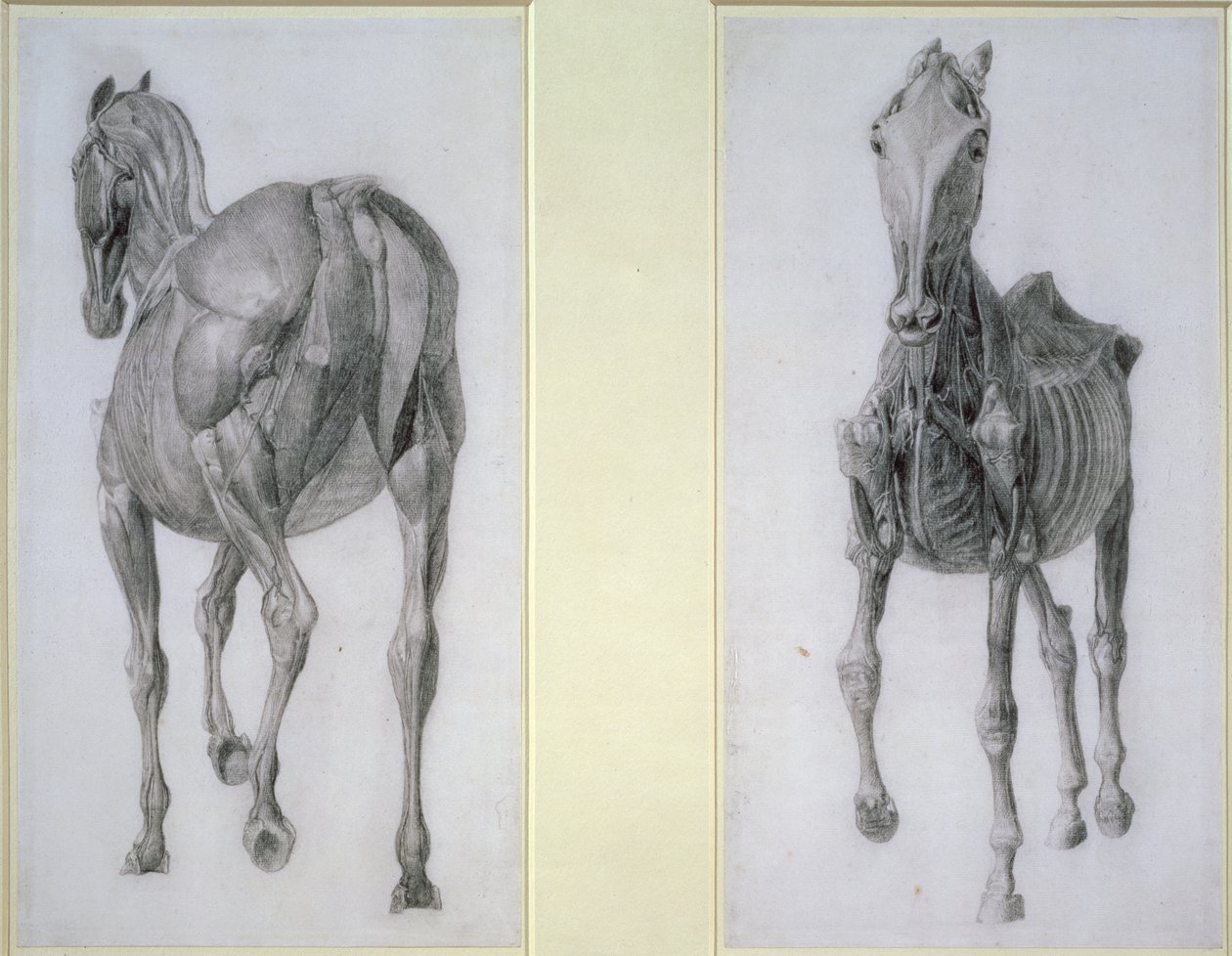 Kasların Çalışması: Önden ve Arkadan Görünümler, 13. Anatomik Tablodan, At Anatomisinden, 1766 by George Stubbs