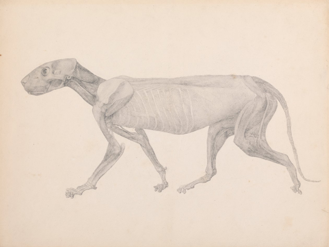 Kaplan Gövdesi, Yandan Görünüm (Yayınlanmamış Tablo için Bitmiş Çizim; Diseksiyondaki Üçüncü Aşamayı Gösterir) by George Stubbs