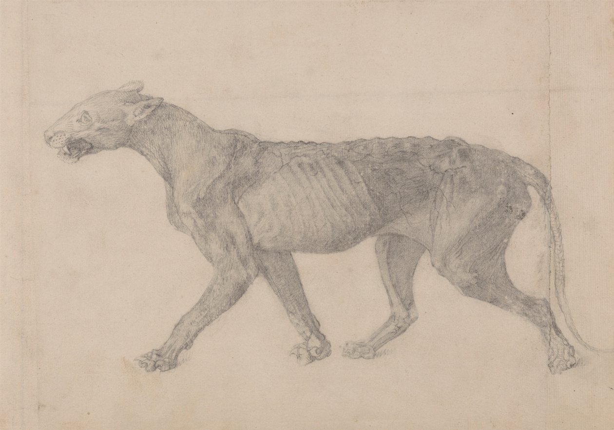 Kaplan Gövdesi, Yandan Görünüm (Başka bir kaplan örneğinin dokuz çiziminden ilki) by George Stubbs
