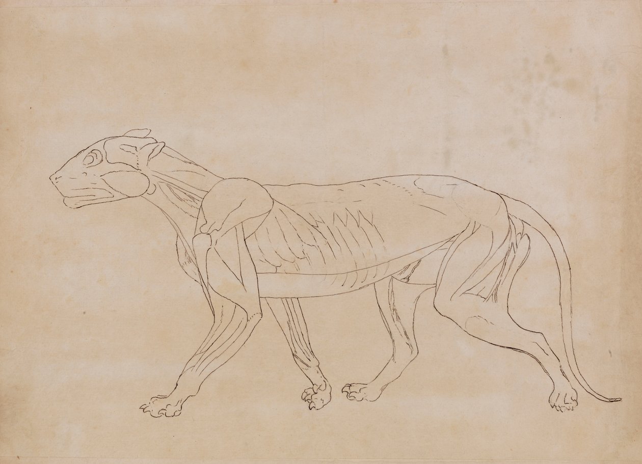 Kaplan Gövdesi, Yandan Görünüm (Önemli bir figür için taslak çizim) by George Stubbs