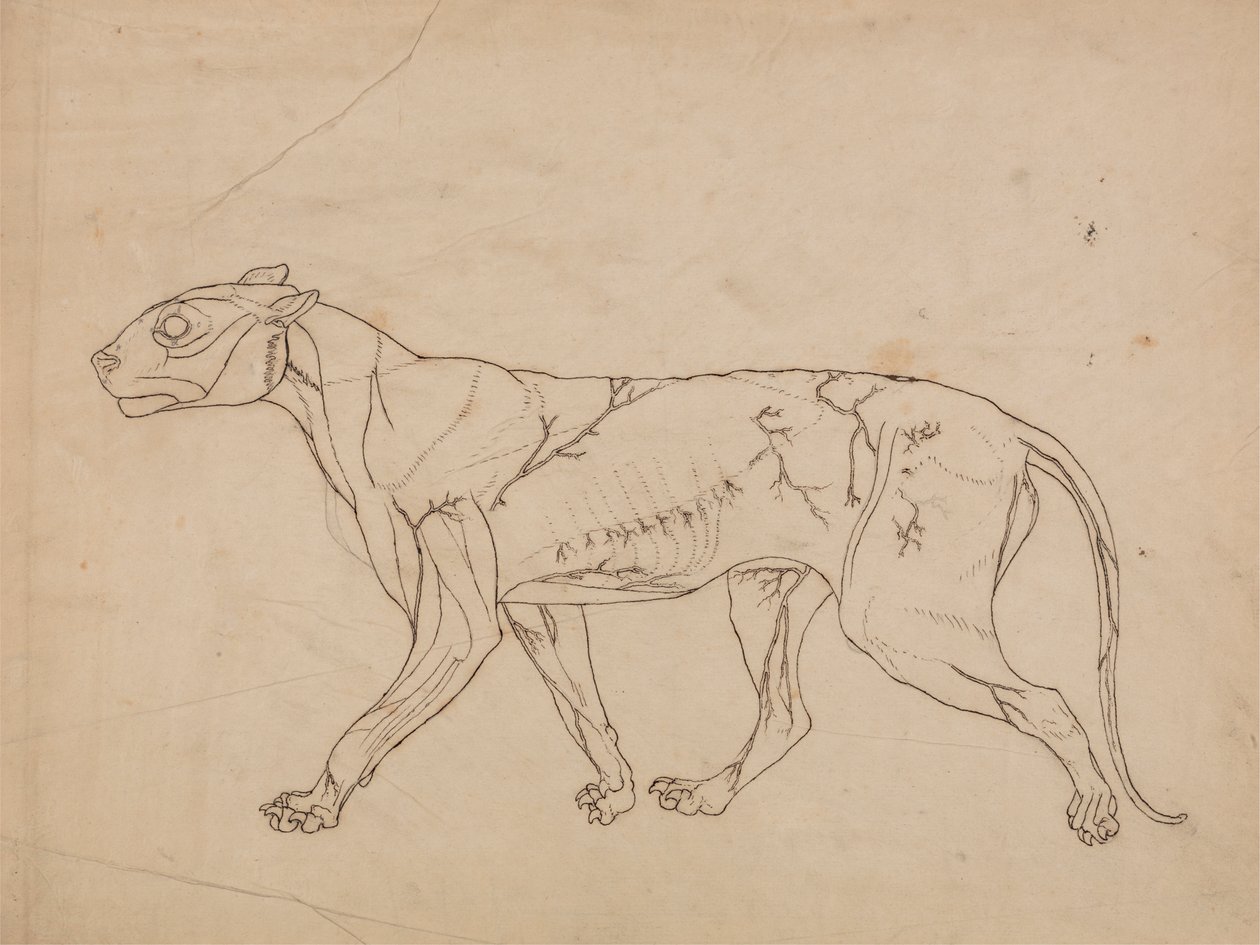 Kaplan Gövdesi, Yandan Görünüm (Yüzey kaslarının ve bunların kan akışının ana hatları, muhtemelen önemli bir figür için yapılmıştır) by George Stubbs