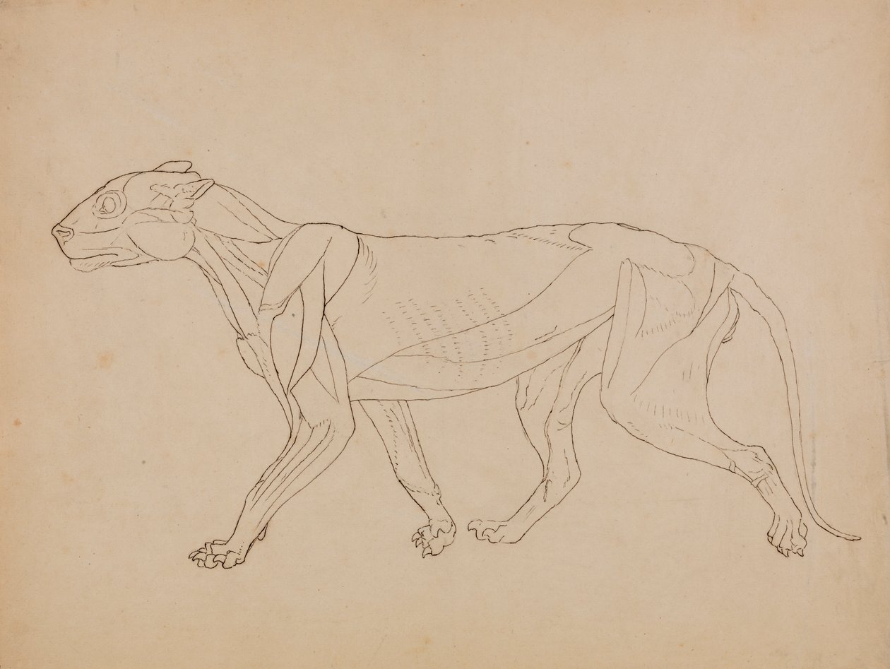 Kaplan Gövdesi, Yandan Görünüm (Muhtemelen önemli bir figürün temeli olarak yapılmıştır) by George Stubbs
