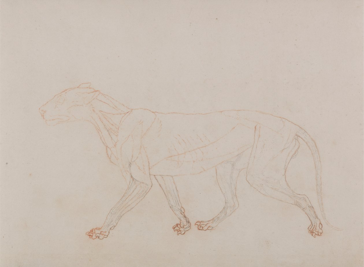 Kaplan Gövdesi, Yandan Görünüm (Diseksiyonda üçüncü aşamayı gösterir) by George Stubbs