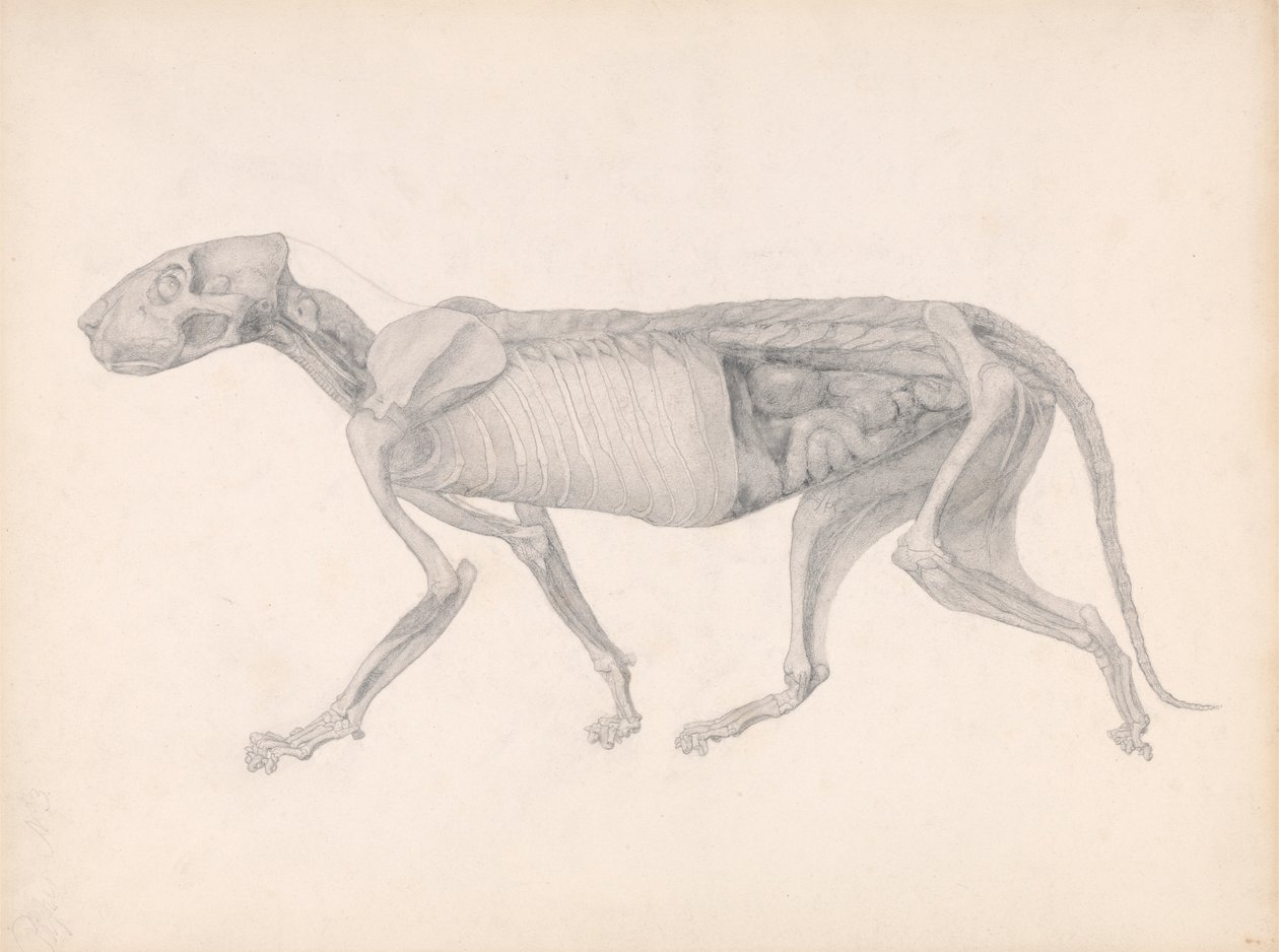 Kaplan Gövdesi, Yandan Görünüm (Yayınlanmamış bir tablo için çalışma; diseksiyonda geç bir aşamayı gösterir) by George Stubbs