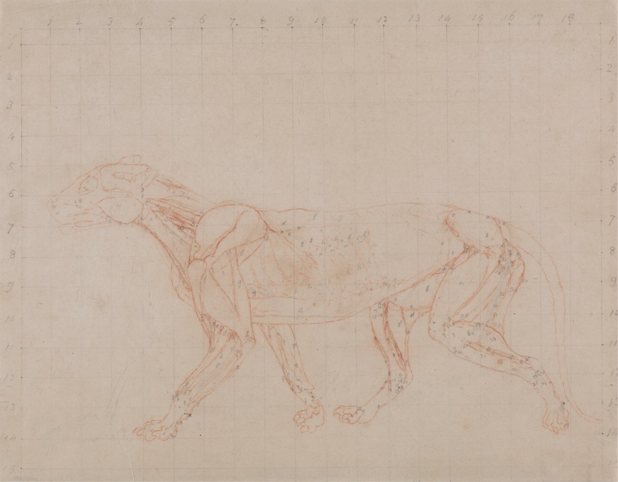 Kaplan Gövdesi, Yandan Görünüm (Diseksiyonun dördüncü aşamasının daha derin kasları gösteren çalışması) by George Stubbs