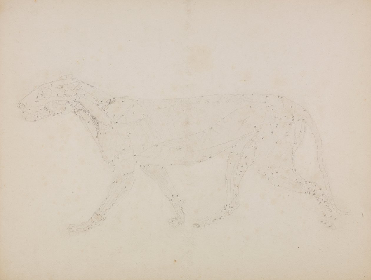 Kaplan Gövdesi, Yandan Görünüm (Tablo XIV'teki anahtar figür için hazırlanan, kasların üst katmanlarının ve bunların kan beslemesinin incelenmesi) by George Stubbs