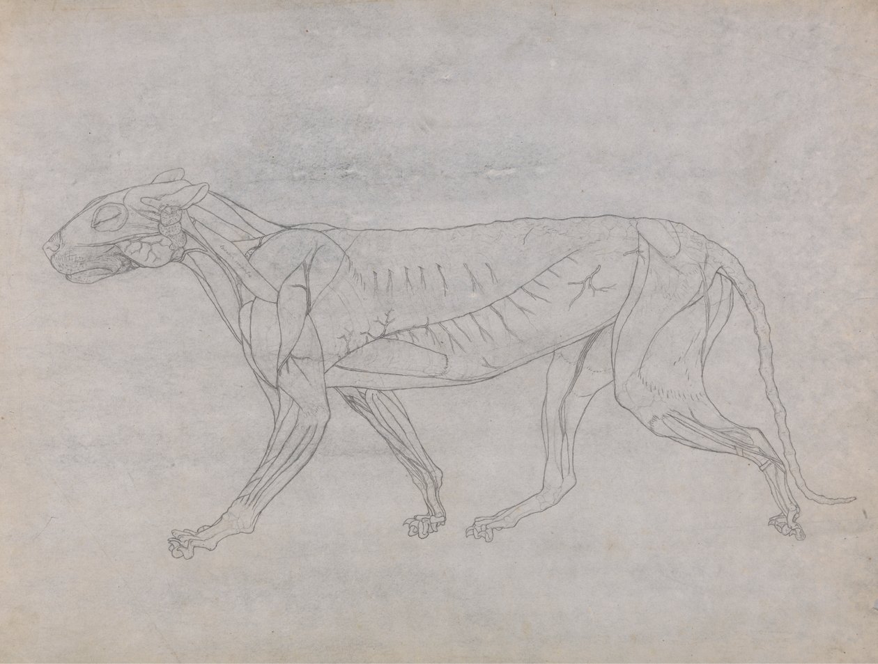Kaplan Gövdesi, Yandan Görünüm by George Stubbs