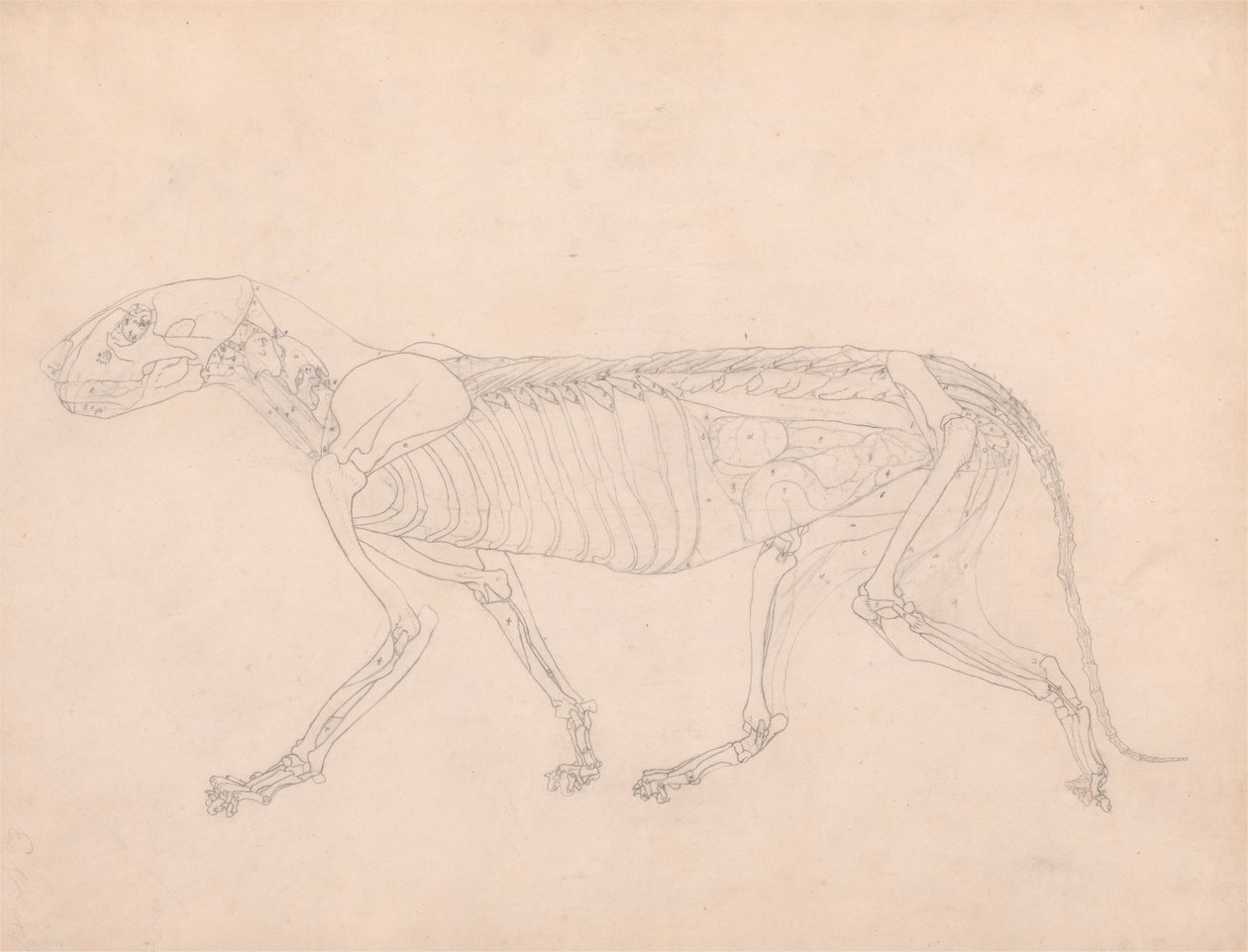 Kaplan Gövdesi, Yandan Görünüm by George Stubbs