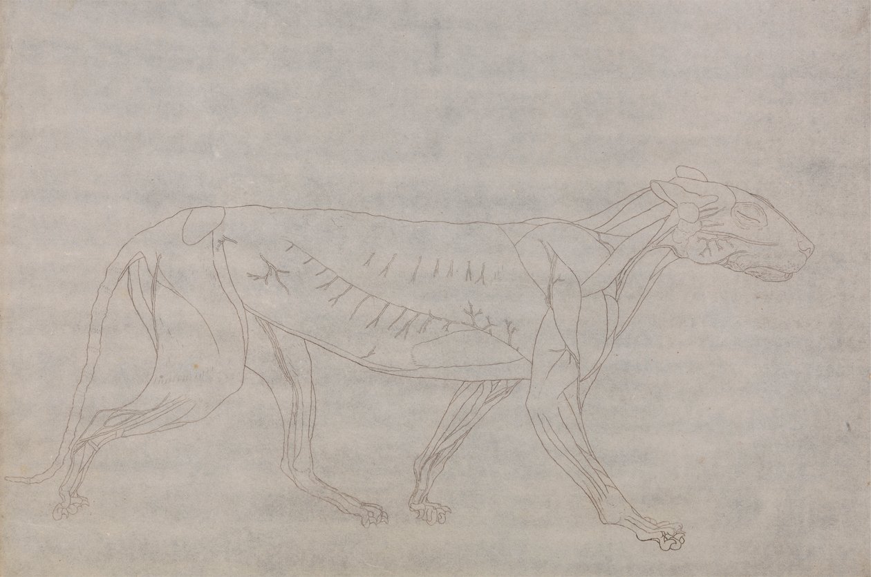 Kaplan Gövdesi, Yandan Görünüm by George Stubbs