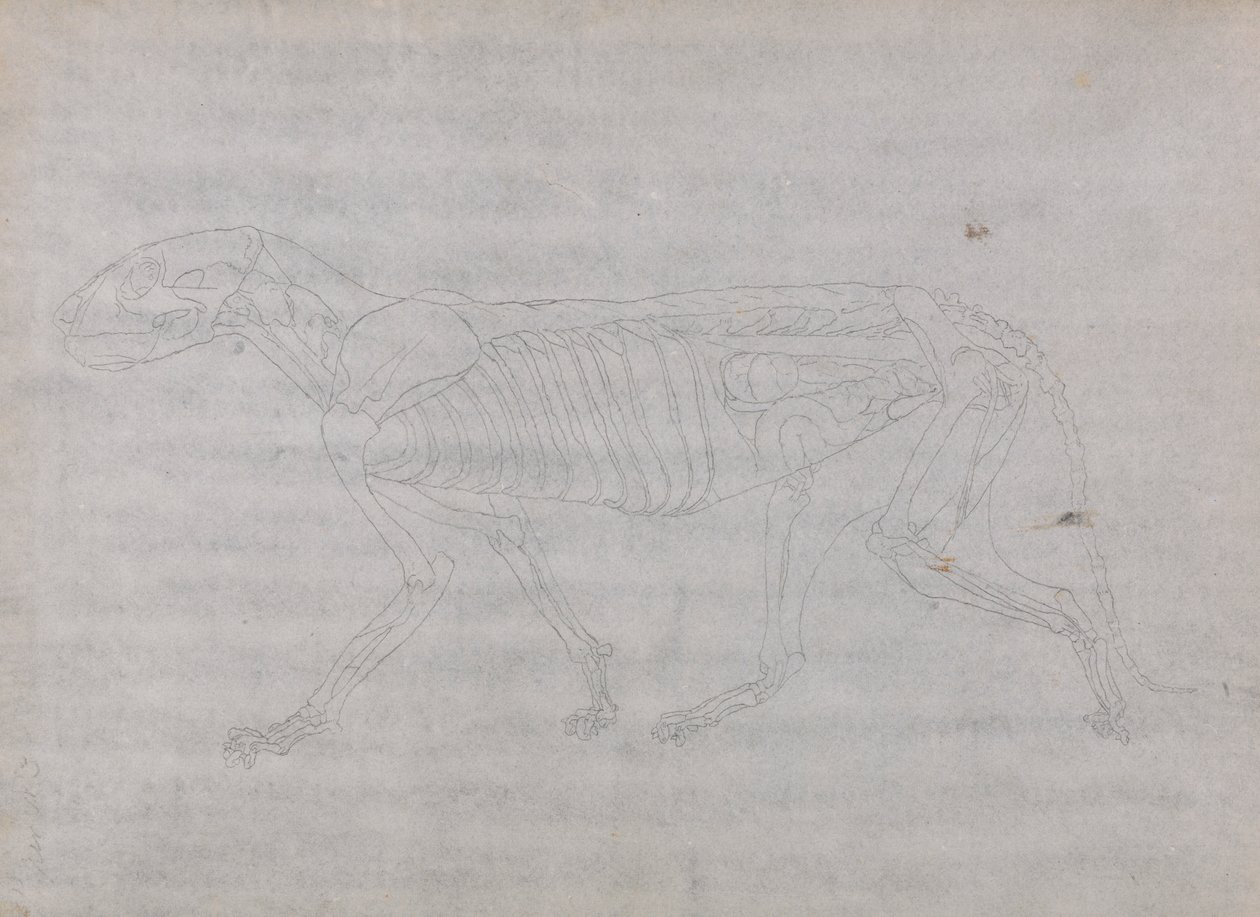 Kaplan Gövdesi, Yandan Görünüm by George Stubbs