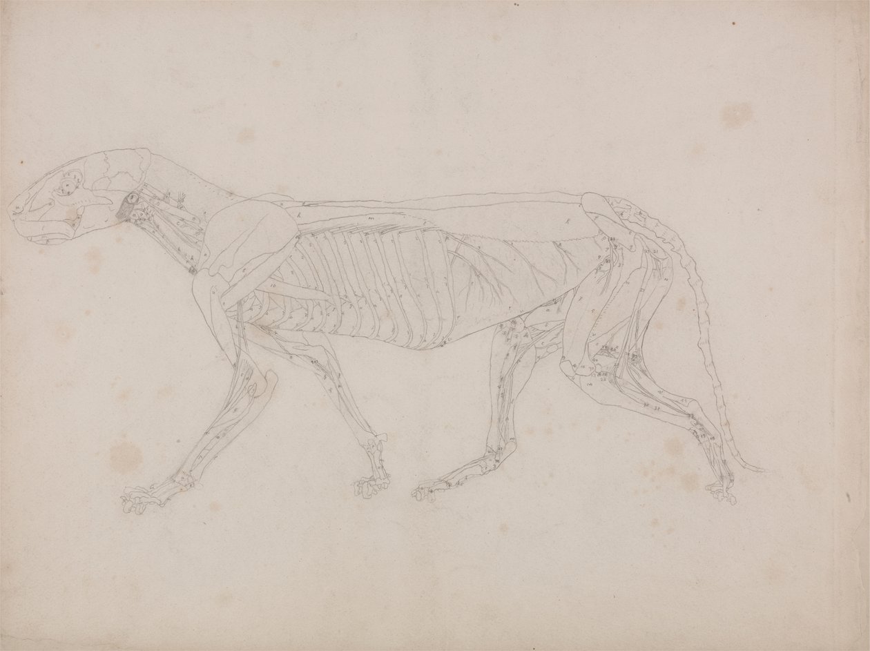 Kaplan Gövdesi, Yandan Görünüm by George Stubbs