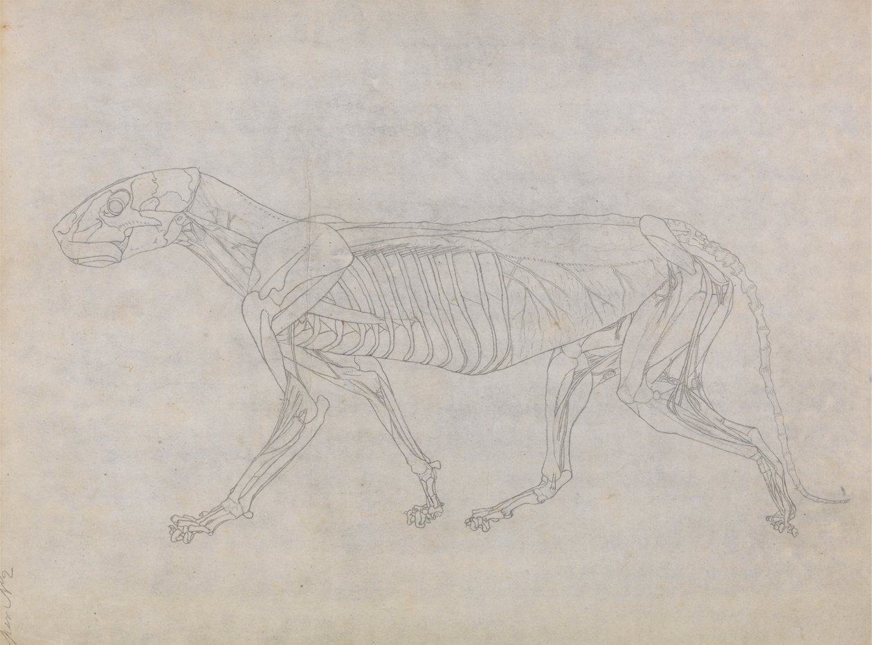 Kaplan Gövdesi, Yandan Görünüm by George Stubbs