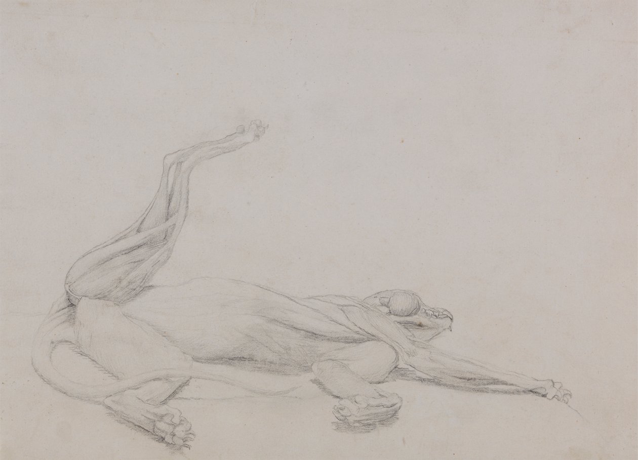 Kaplan Gövdesi, Yaslanmış, Karından Görüntülenmiş by George Stubbs