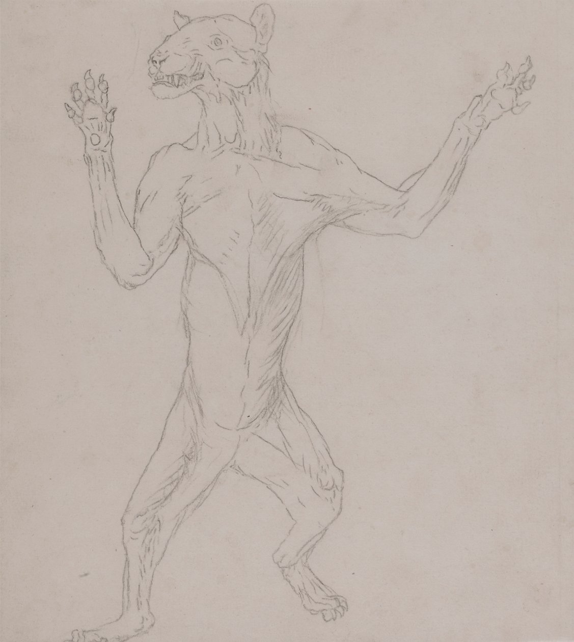 Kaplan Gövdesi, İnsan Duruşunda Duruyor by George Stubbs
