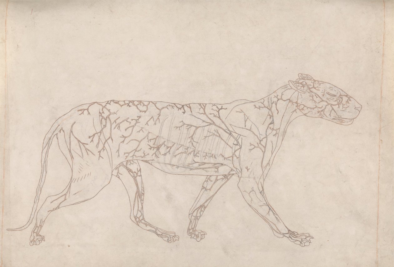 Kaplan, Yandan Görünüm (Yüzey Kan Kaynağının Anahat Çalışması, Tablo IX'daki Anahtar Figür için Hazırlanmıştır) by George Stubbs