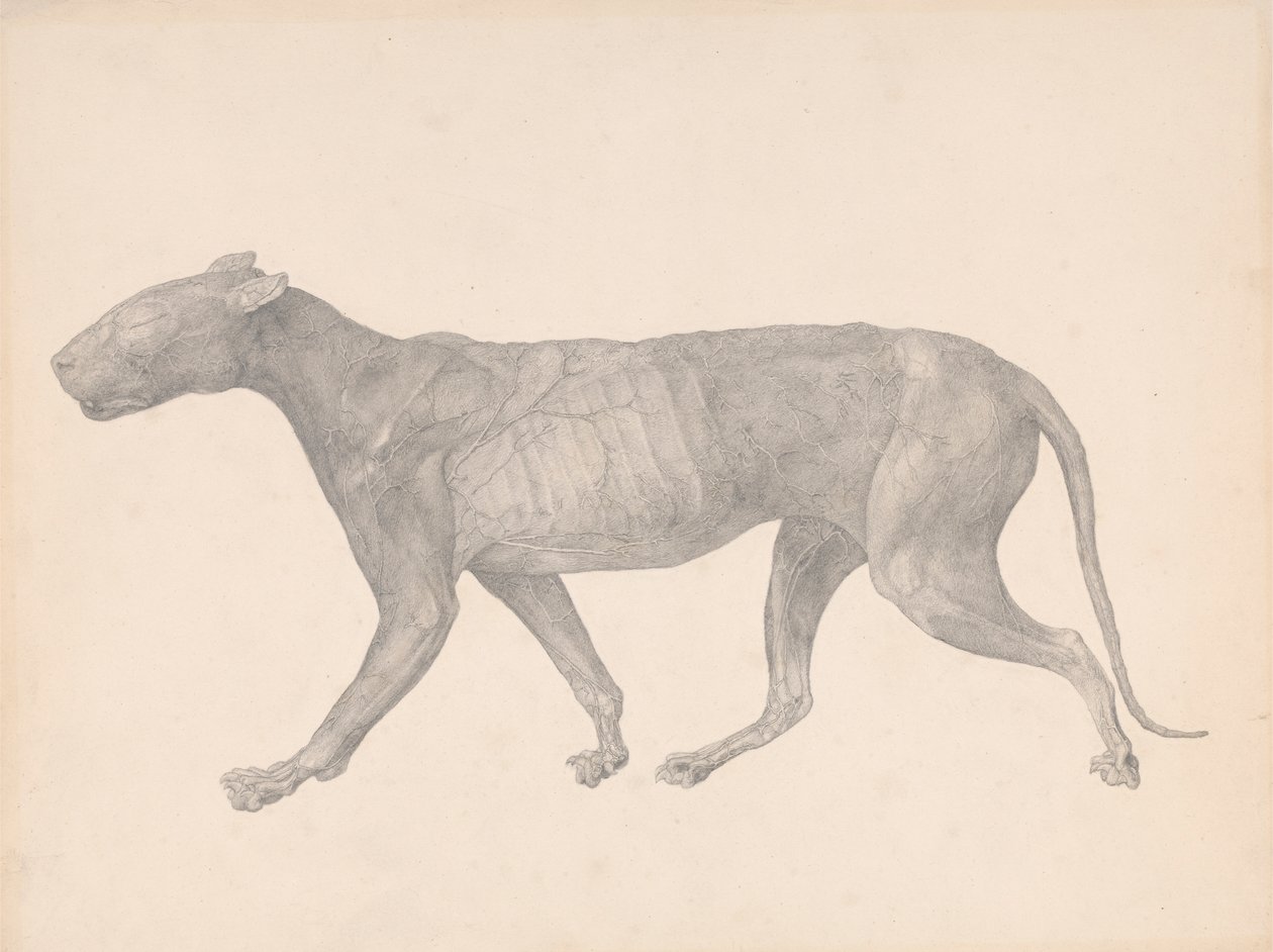 Kaplan, Yandan Görünüm, Derisi ve Dokusu Çıkarılmış (Tablo IX için Çalışma Bitmiş) by George Stubbs