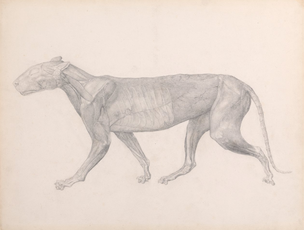 Kaplan, Yandan Görünüm, Kasların Üzerindeki Bağ Dokusu Çıkarılmış (Tablo XIV için Çalışma Bitmiş) by George Stubbs