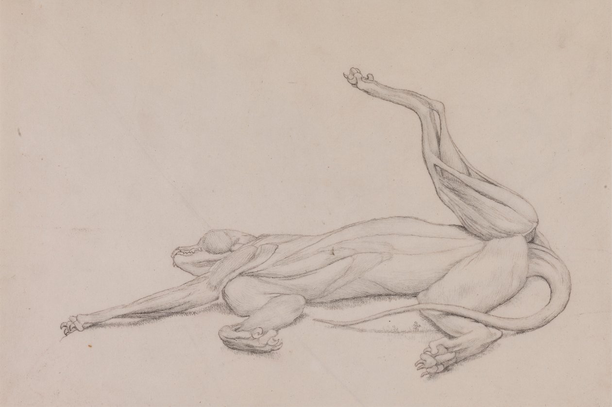 Kaplan, Yaslanmış, Karından Görüntülendi by George Stubbs