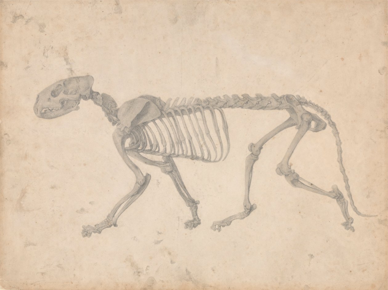 Kaplan İskeleti, Yandan Görünüm (Tablo IV için Bitmiş Çalışma) by George Stubbs