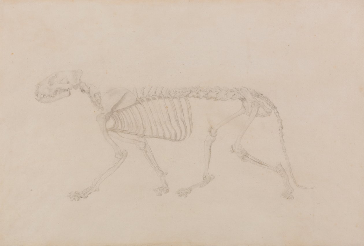 Kaplan İskeleti, Yandan Görünüm (Tablo IV için oldukça tamamlanmış çalışma) by George Stubbs