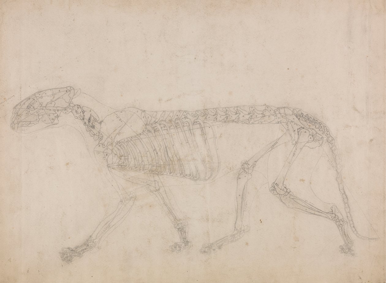 Kaplan İskeleti, Yandan Görünüm (Muhtemelen iskeletin ana çalışması) by George Stubbs