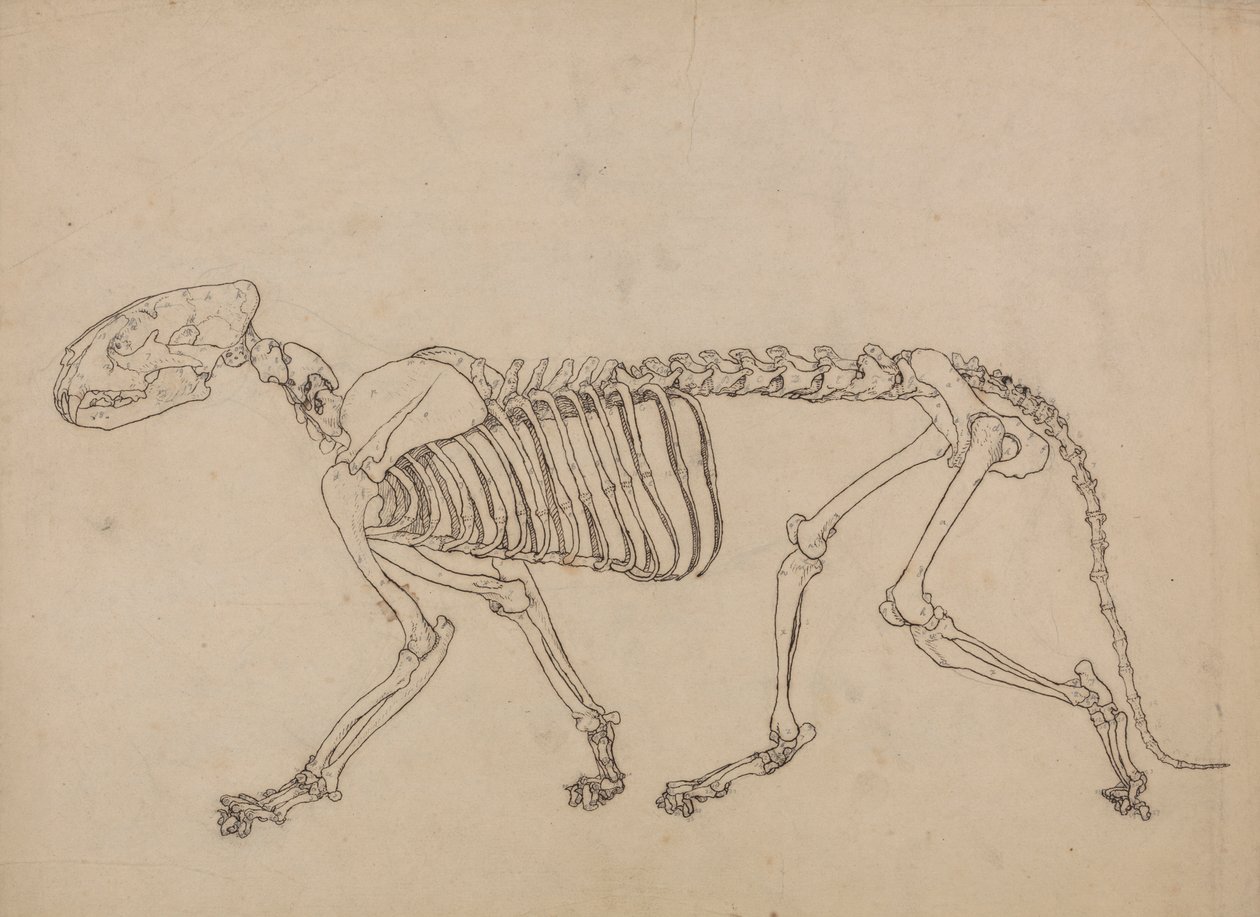 Kaplan İskeleti, Yandan Görünüm (Tablo IV'teki anahtar figürün incelenmesi) by George Stubbs