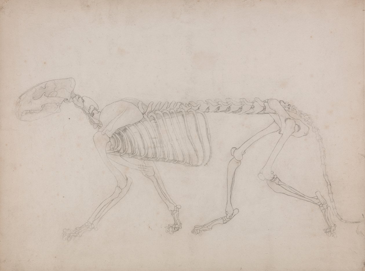 Kaplan İskeleti, Yandan Görünüm by George Stubbs