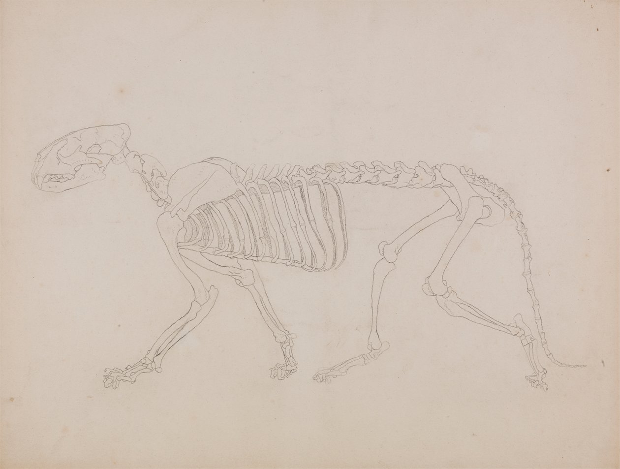 Kaplan İskeleti, Yandan Görünüm by George Stubbs