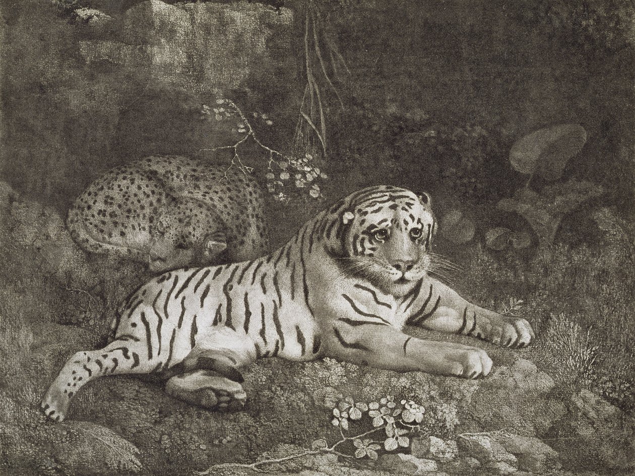 Sanatçı tarafından oyulmuş iki Tygers, pub. 1788 (gravür) by George Stubbs