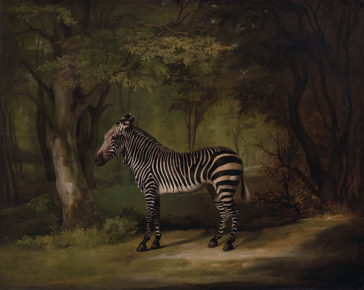 Zebra, 1763