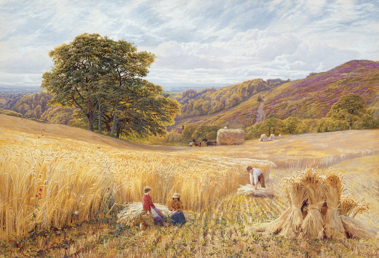 Holmbury Hill yakınlarında hasat zamanı, Surrey, 1865 (kağıt üzerinde wc ve gövde rengi) by George Vicat Cole