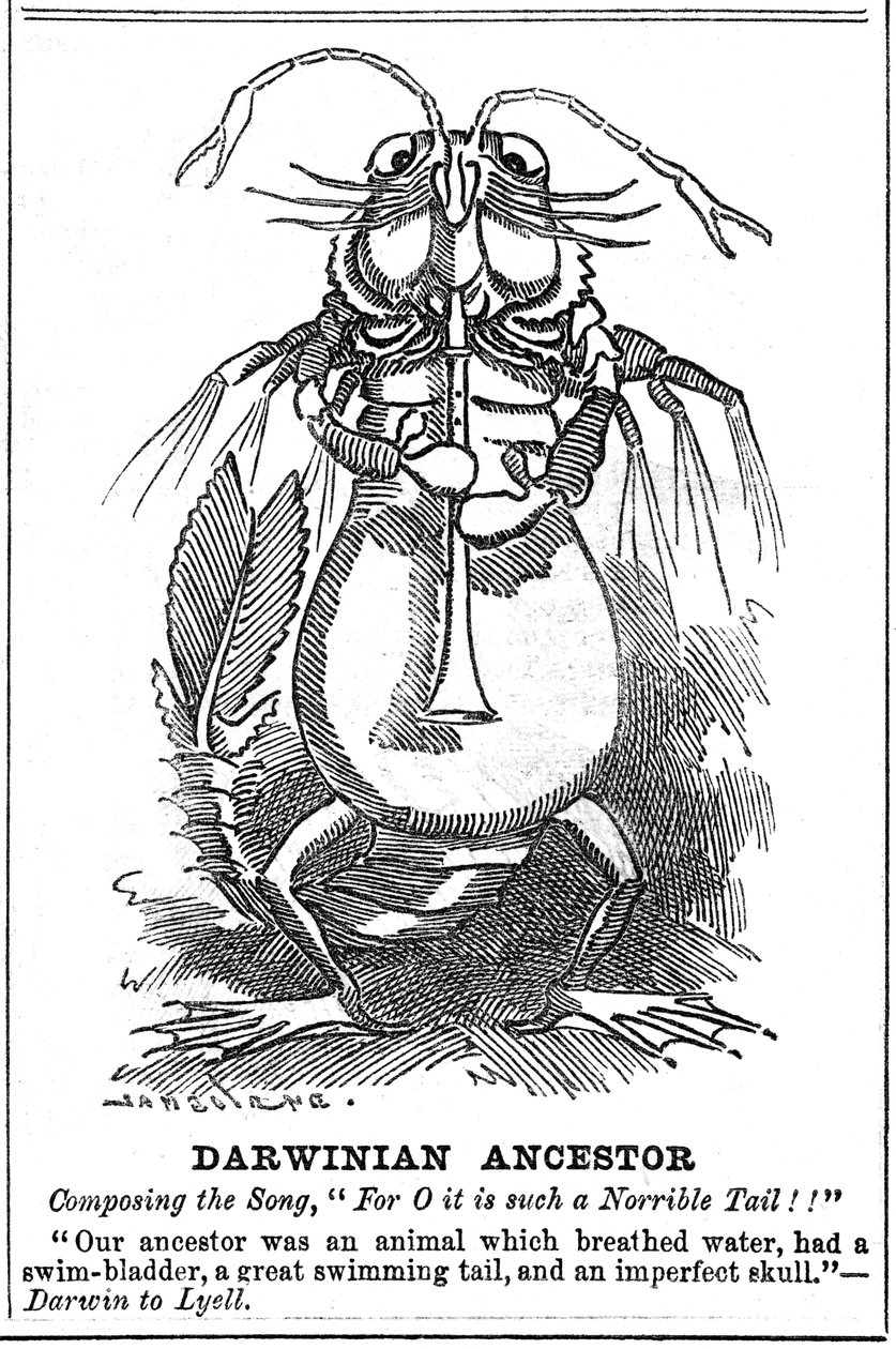 Darwinci Ata, 1887 by George du Maurier