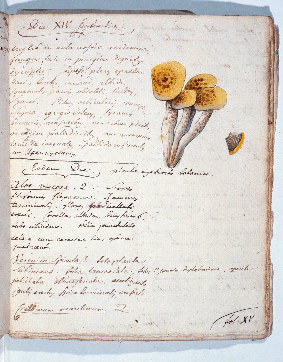 Sanatçı tarafından 'Diarium Botanicum'dan bir mantar türünün illüstrasyonu, 1786 (kağıt üzerinde kalem ve mürekkep ve tuvalet) by Georges Cuvier