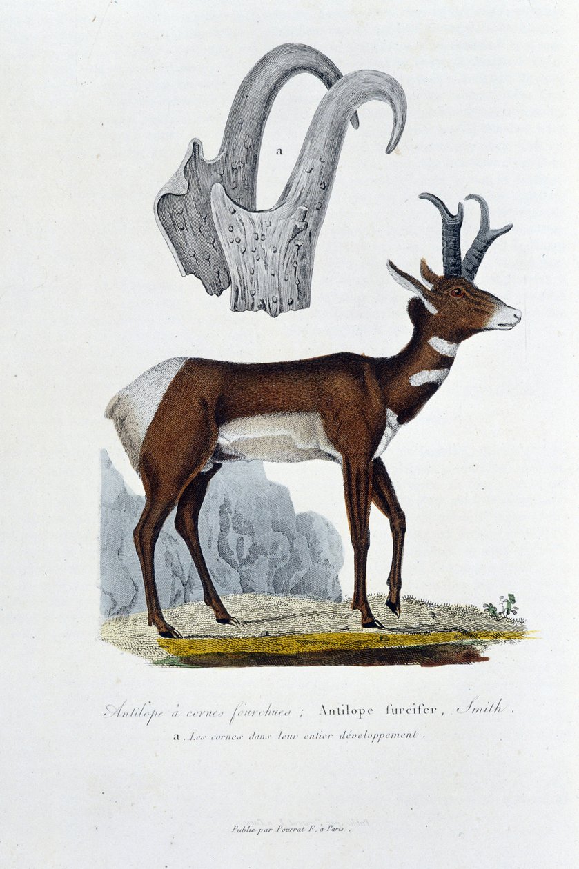 Doğal Tarih Kurulu: Şaplaklı Antilopu temsil eden zoolojik tahta; Furcifer Antilop, Smith. a. Boynuzlar tüm gelişimlerinde - doğa bilimci Georges Louis Leclerc, Buffon Kontu (1707 - 1788) tarafından “” Buffon