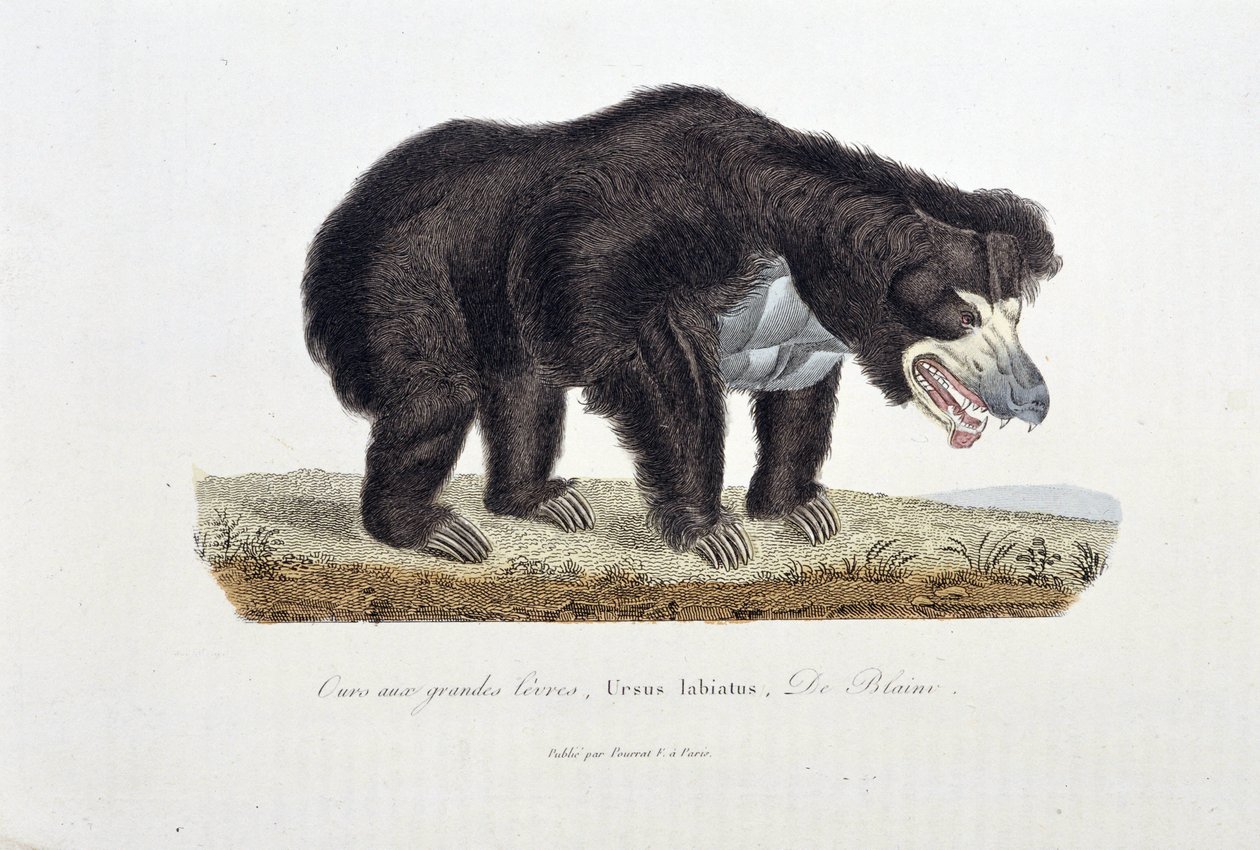 Doğa Tarihi Plakası: Büyük Dudaklı Ayı'yı, Ursus labiatus'u, De Blaini'yi tasvir eden Zoolojik Plaka - doğa bilimci Georges Louis Leclerc, Buffon Kontu (1707 - 1788) tarafından "" Buffon'un Tamamlanmışları"nda. 1837'den g by Georges Louis Leclerc