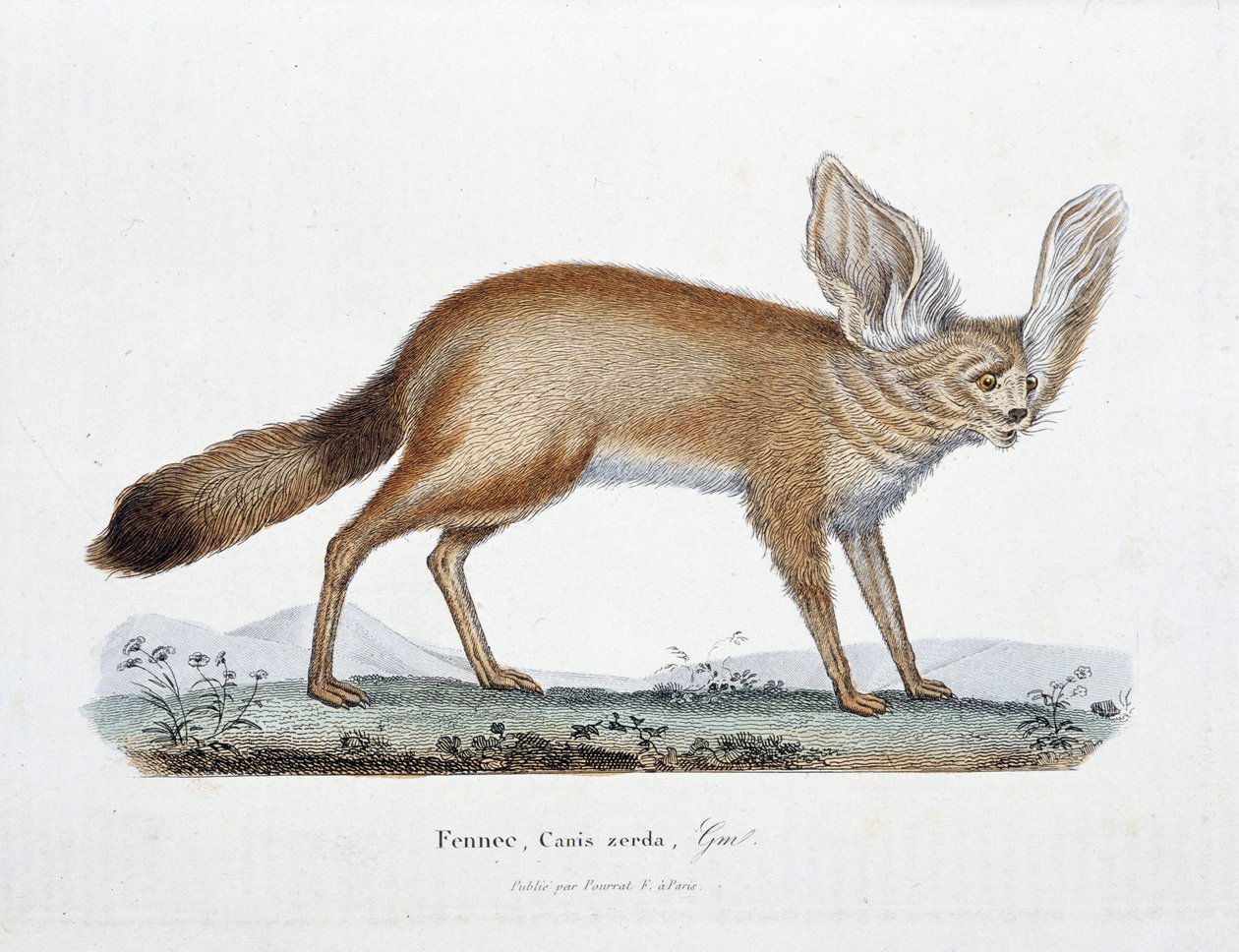 Doğal Tarih Plakası: Le Fennec