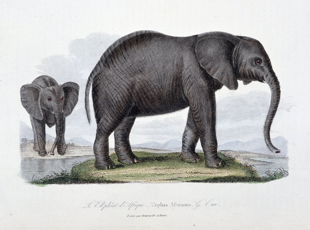 Doğal Tarih Plakası: Afrika filini temsil eden zoolojik pano; Elephas Africanus - doğa bilimci Georges Louis Leclerc, Buffon Kontu (1707 - 1788) tarafından “” Buffon'un Tamamlanmaları”nda. 1837'den bir gravür. by Georges Louis Leclerc