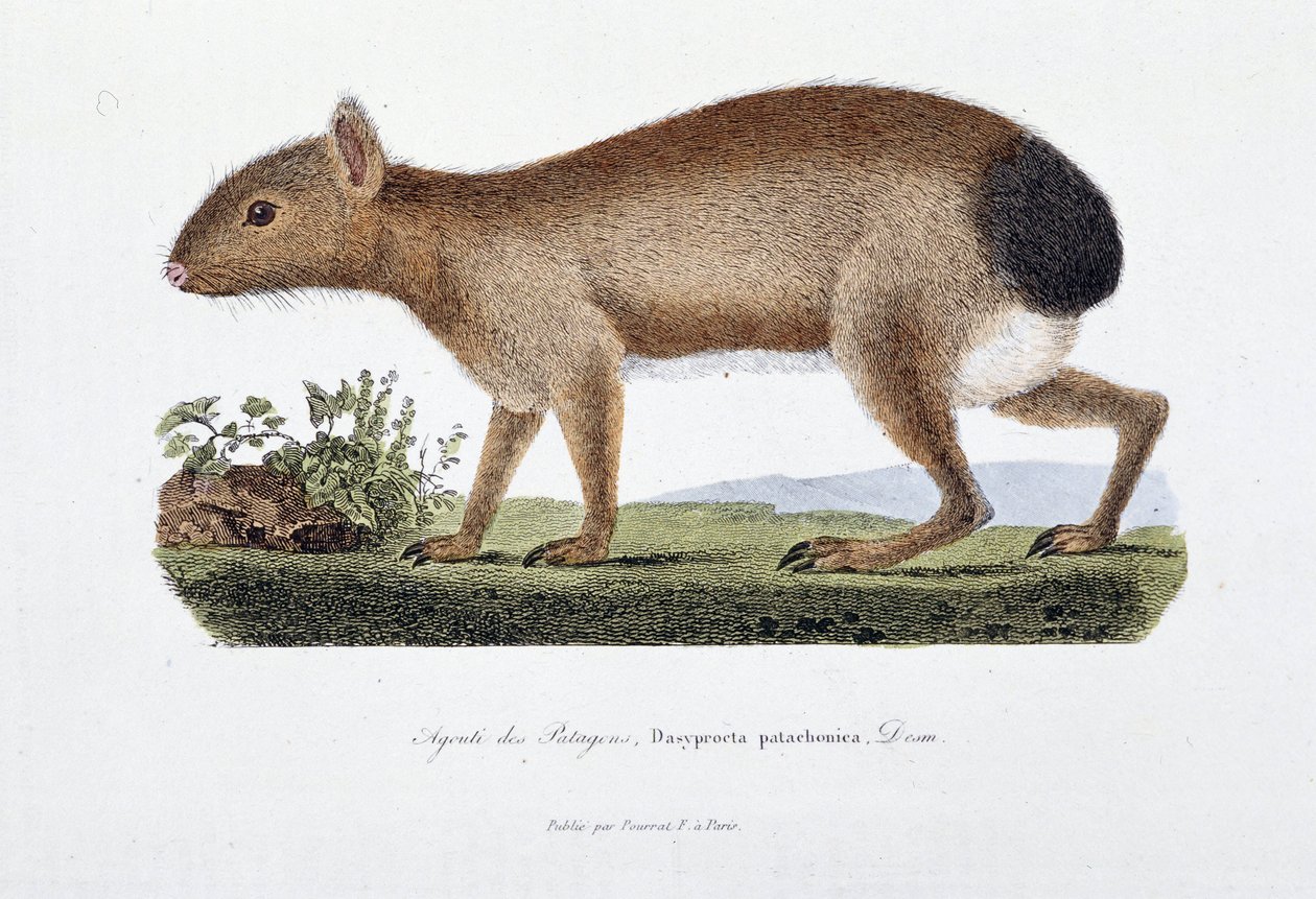 Doğal Tarih Plakası: Agouti des Patagons, Dasyprocta patachonica