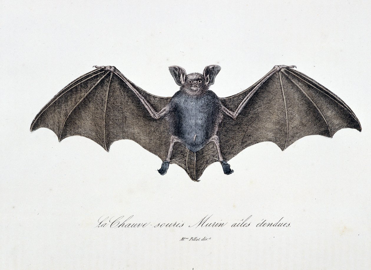 Doğa Tarihi Plakası: Bat Murin genişletilmiş kanatlarını temsil eden zoolojik tahta - doğa bilimci Georges Louis Leclerc, Buffon Kontu (1707 - 1788) tarafından “” Buffon