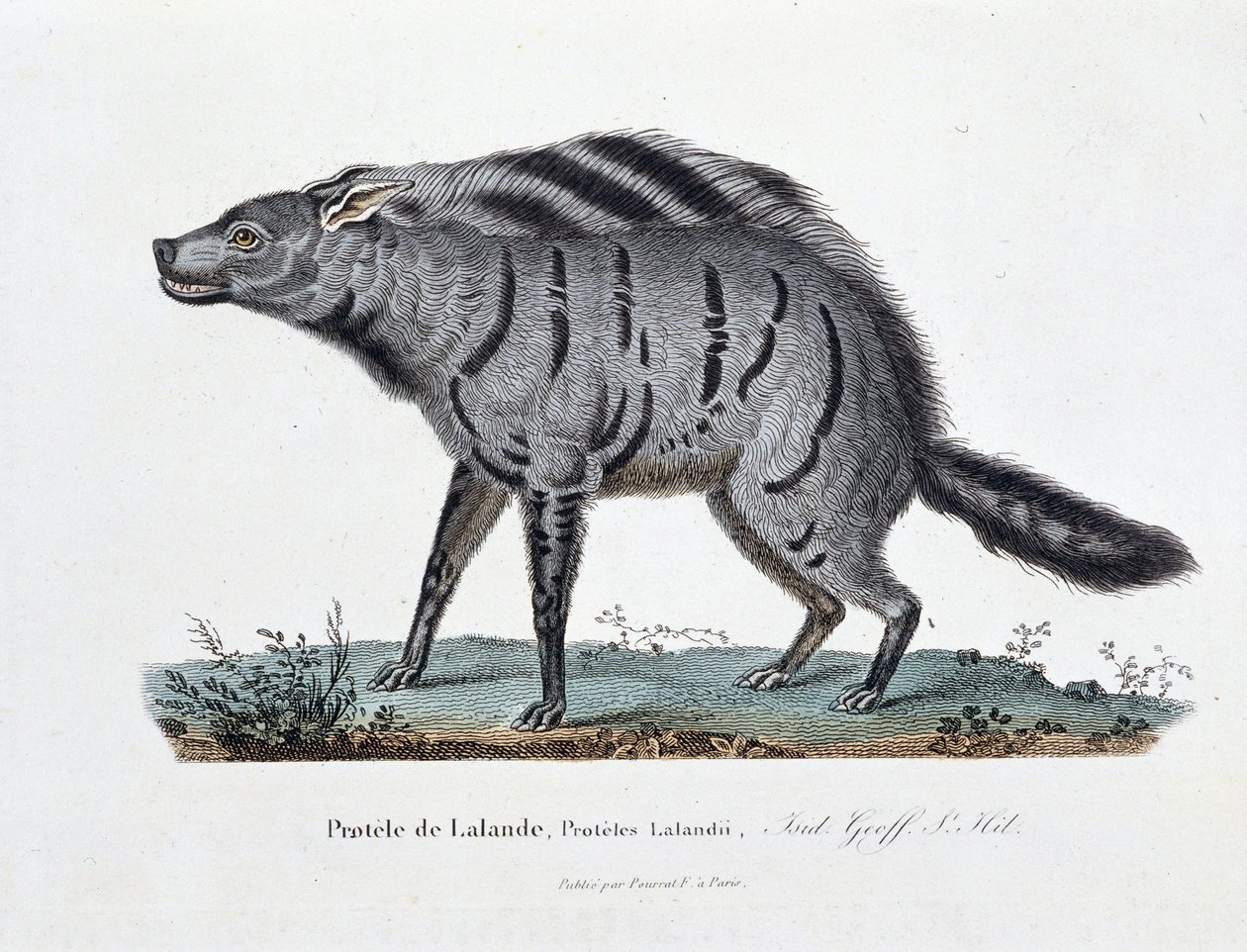 Doğal Tarih Plakası: Protele de Lalande'yi temsil eden zooloji kurulu, Proteles Lalandii - doğa bilimci Georges Louis Leclerc, Buffon Kontu (1707 - 1788) tarafından “” Tamamen Buffon Eserleri”nde. 1837'den gravür. by Georges Louis Leclerc