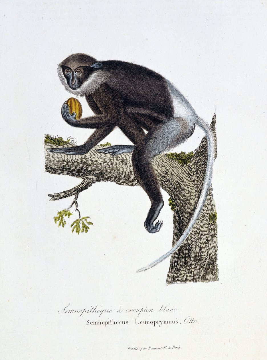 Doğal Tarih Plakası: Beyaz Rump Semnopitheque, Semnopithecus Leucoprymnus, Otto - doğa bilimci Georges Louis Leclerc, Buffon Kontu (1707 - 1788) tarafından “” Completes of Buffon” da temsil edilen zoolojik pano. 1837'den bir gravür. by Georges Louis Leclerc