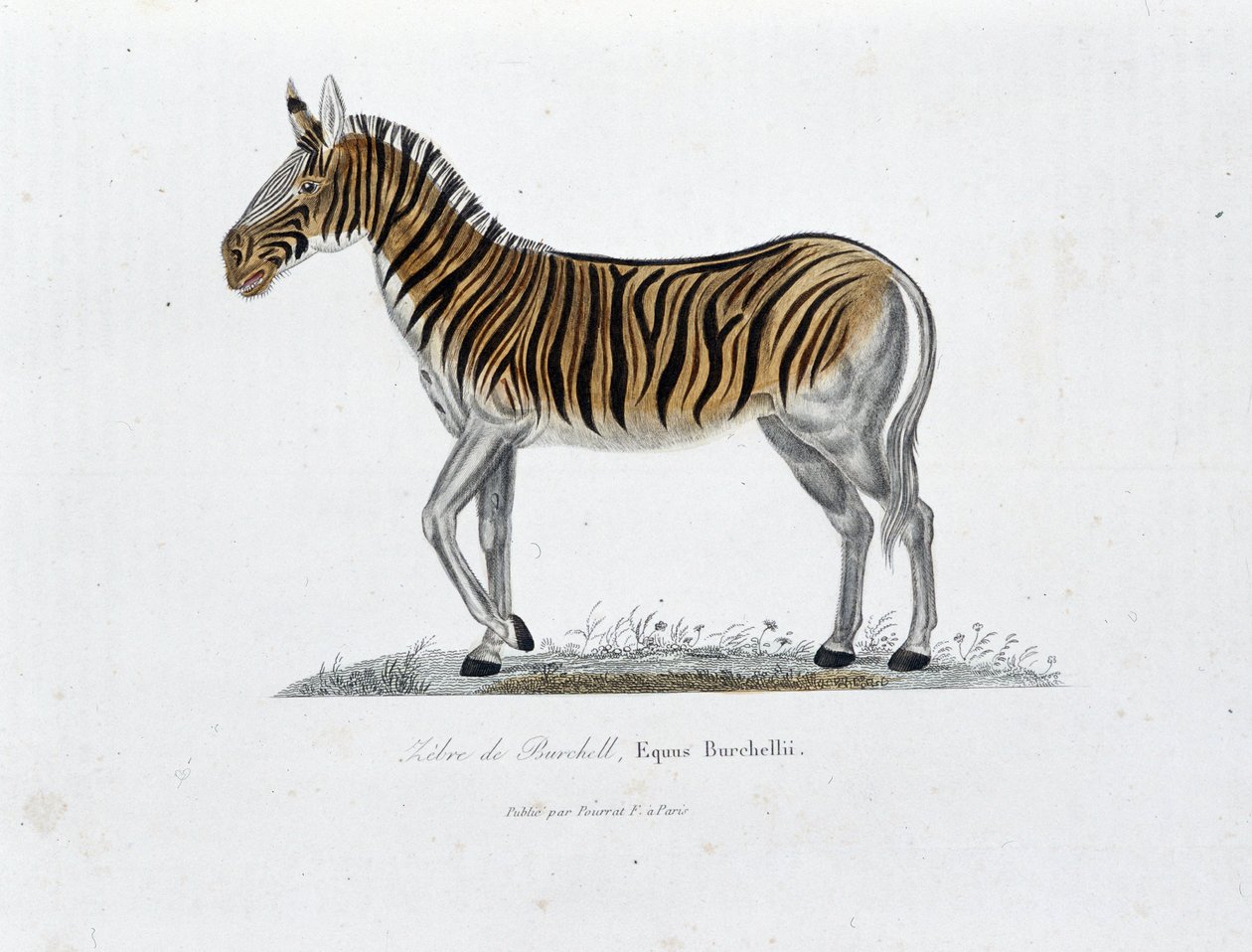 Doğa Tarihi Plakası: Burchell Zebre