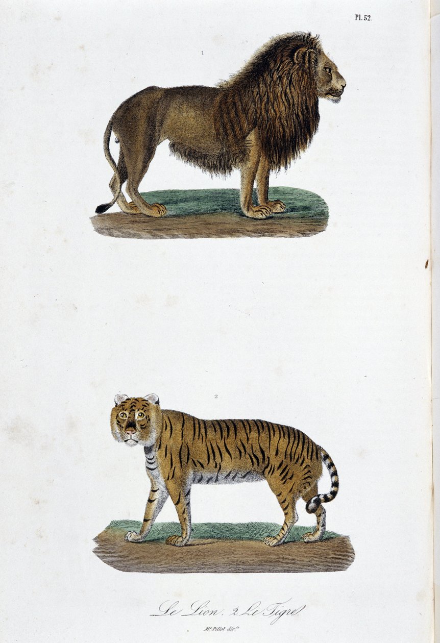 Doğal Tarih Plakası: Aslan ve kaplanı temsil eden zoolojik pano - doğa bilimci Georges Louis Leclerc, Buffon Kontu (1707 - 1788) tarafından “” Completes of Buffon”da. 1837